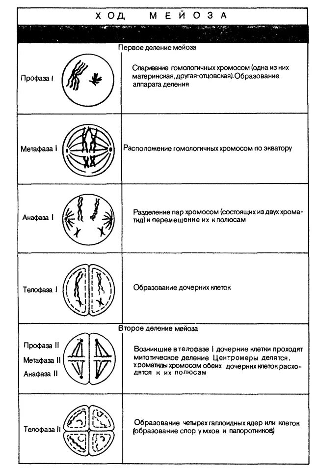 Описание процессов мейоза. Описание фаз мейоза таблица. Мейоз фазы и процессы таблица. Ход мейоза таблица фазы и процессы. Фазы мейоза таблица 10 класс.