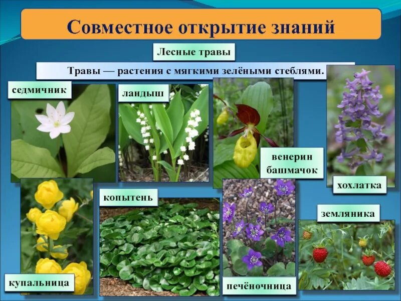 Название окружающий