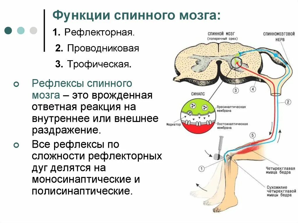 Функции нервной системы двигательная. Строение спинного мозга, рефлекторная.. Рефлекторная функция спинного мозга физиология. Центры рефлекторной функции спинного мозга. Строение рефлекторной дуги спинномозгового рефлекса физиология.