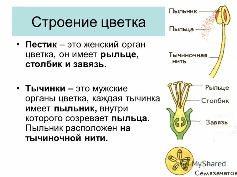 Какое строение имеет пыльца. Пестик это в биологии 6 класс. строение пестика строение тычинки. строение цветка пестик и тычинка. строение цветков пестики тычинки.
