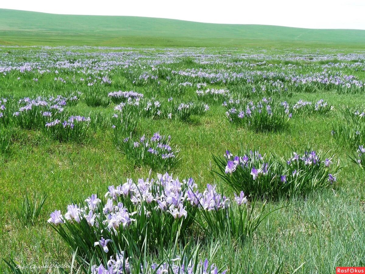 степные подснежники казахстана. растения в степи весной. лазорики заповедник ростовский. калмыкия степь ковыль. степное оренбуржье степные цветы.