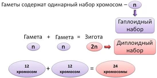 В гаметах человека 23 хромосомы. Хромосомный набор гамет. Гамета набор хромосом. Половые клетки набор хромосом. Набор хромосом в половых клетках.