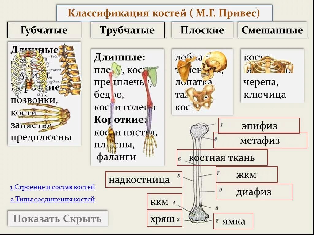 Название трех костей. Кости трубчатые губчатые плоские смешанные. Классификация костей трубчатые губчатые смешанные. Трубчатые губчатые плоские кости таблица. Трубчатые кости 2 губчатые кости 3 плоские кости 4 смешанные кости.