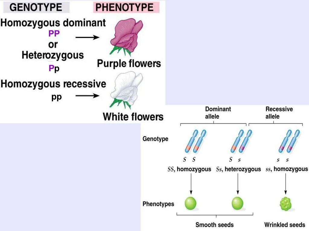 Генотип друзей. Genotype and phenotype. Генотип и фенотип. Понятие о генотипе и фенотипе. Связь генотипа и фенотипа.