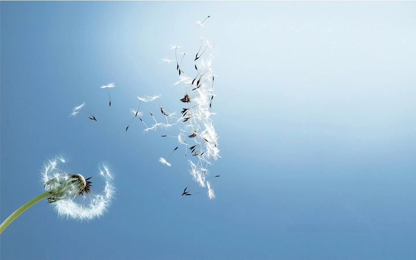 Летающие цветы. Бабочка колибри. Полевые цветы и бабочки. Красивые цветы и бабочки. Цветы в воздухе.