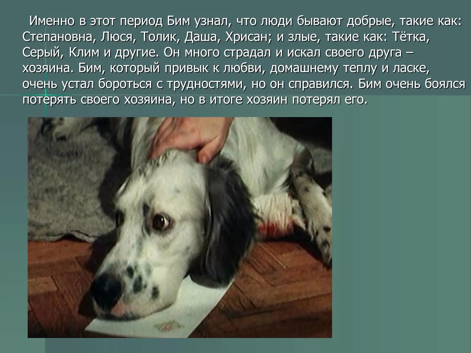 Рассказ белый бим краткое содержание. Бим черное ухо. белый бим черное ухо 1977. 3 глава бим чёрное ухо. белый бим черное ухо презентация.