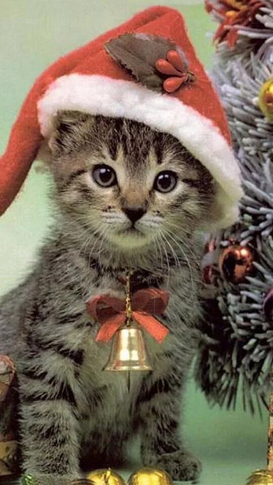Покажи новогодние фотки. Новогодний кот. Новогодние котята. Новый год котики. Новогодние авы.
