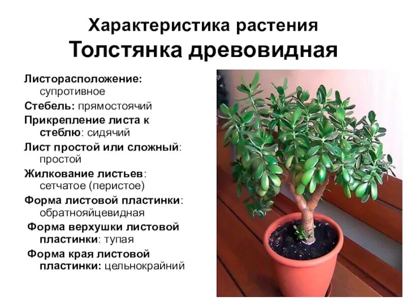 Внешнее строение листа толстянки. Толстянка родина растения. толстянка комнатное растение родина растения. родина толстянки комнатного растения. толстянка листорасположение.