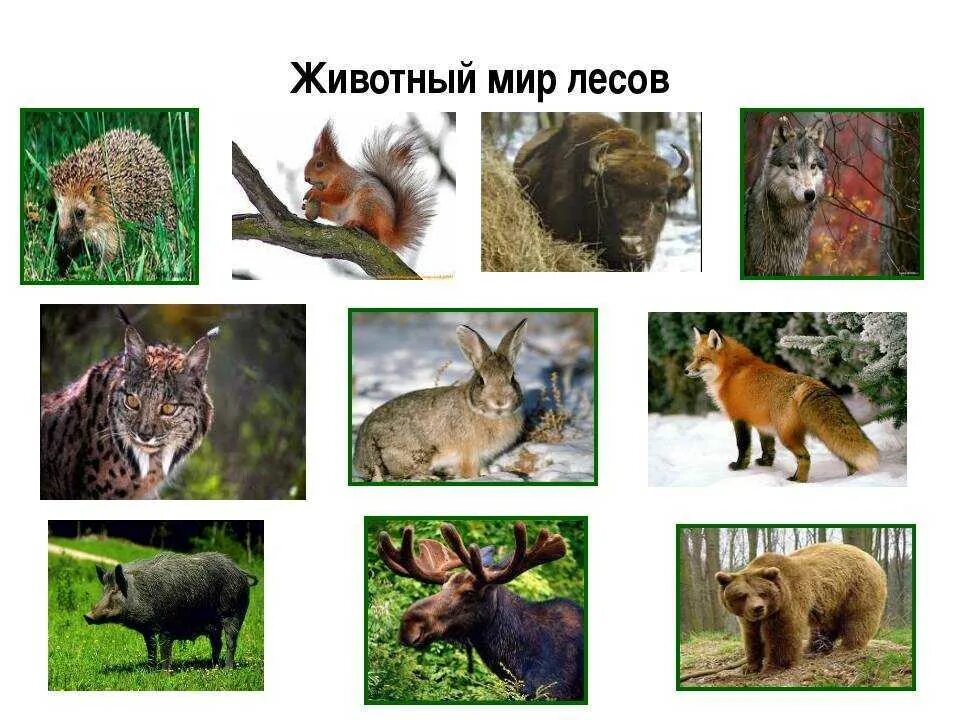 Животный мир лесов. Обитатели зоны лесов. Животные зоны лесов. Животный мир лесной зоны. Тайга животные и растения.