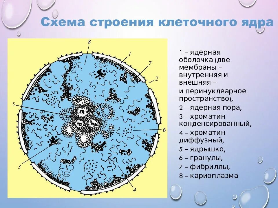 Как называется отверстие в оболочке ядра клетки. Строение ядра клетки хроматин. Мембрана ядра клетки. Клетка, компоненты, строение ядра. Клеточное ядро строение и хроматин.