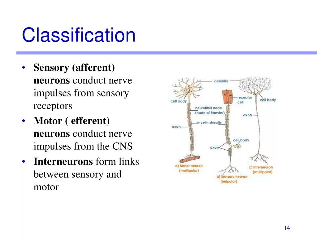 Нерв и Нейрон отличия. Classification of neurons. Structural classification of neurons. Afferent neurons.