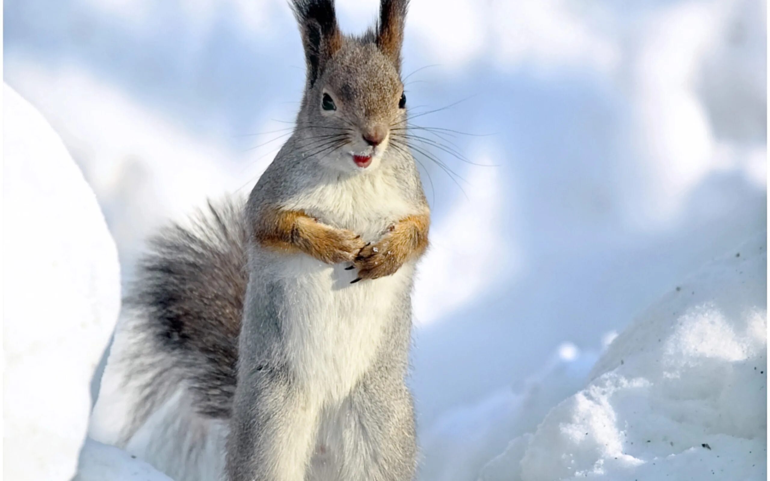 Животные на з. Белка кузнецкий алатау. Белка зима. Белочка зимой. 2 февраля какое животное.
