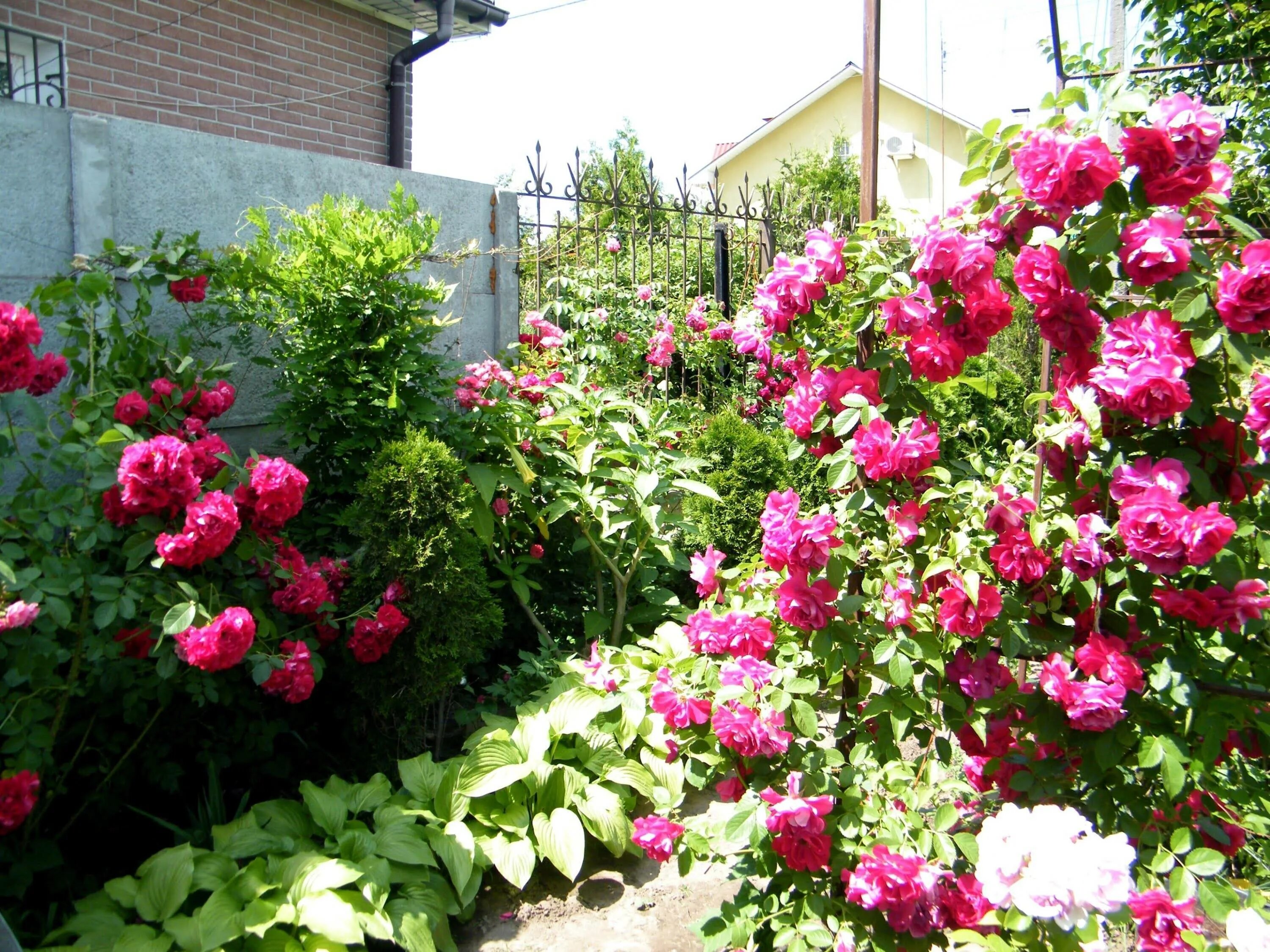 Лучшие розы для сада. Роуз Гарден плетистая. Плетистые розы Дон Жуан.