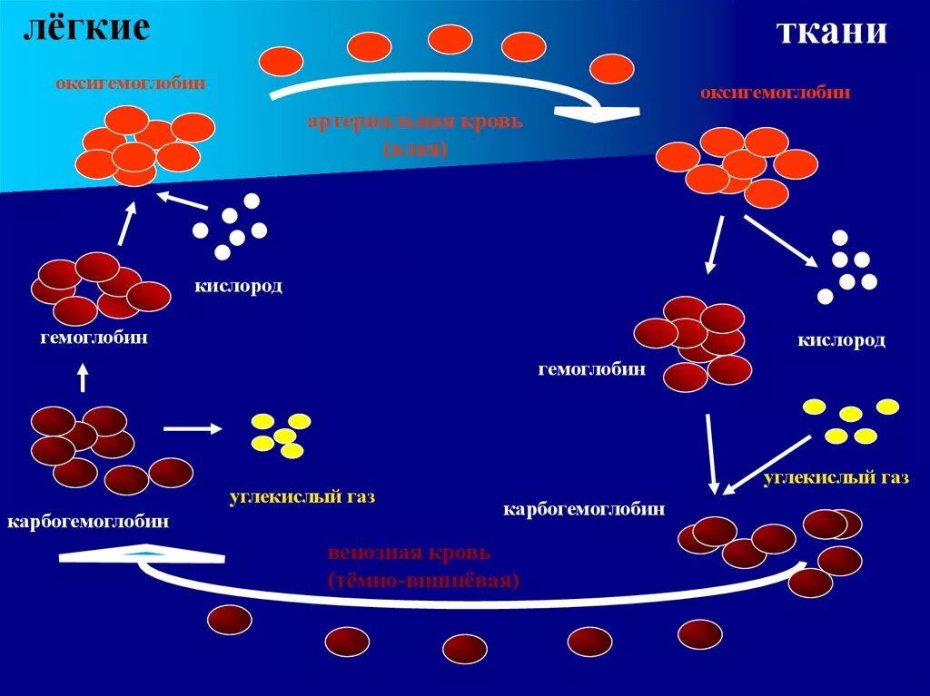 Гемоглобин какая ткань. Схема превращения гемоглобина в оксигемоглобин. Перенос кислорода гемоглобином схема. Схема переноса кислорода и углекислого газа гемоглобином. Гемоглобин и оксигемоглобин.