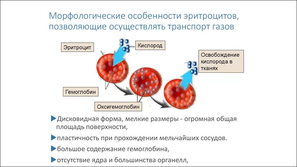 Пузырьки кислорода в крови. Транспорт кислорода кровью гемоглобин. Функции эритроцитов схема. Характеристика эритроцитов. Транспортная функция эритроцитов.