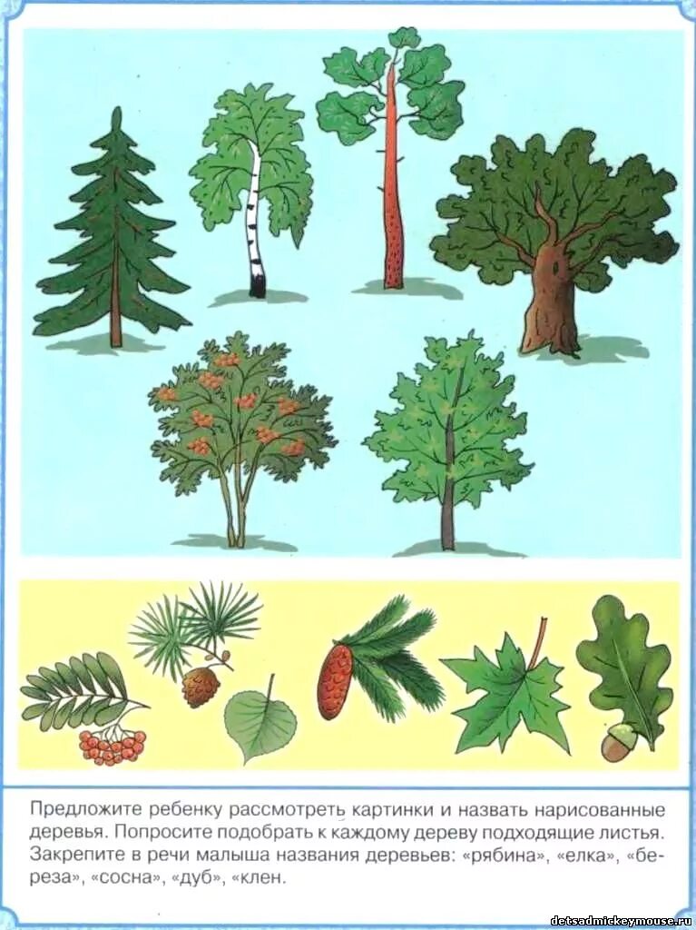 Деревья задания для дошкольников. Деревья задаиядля детей. Лексическая тема деревья. Тема деревья в подготовительной группе