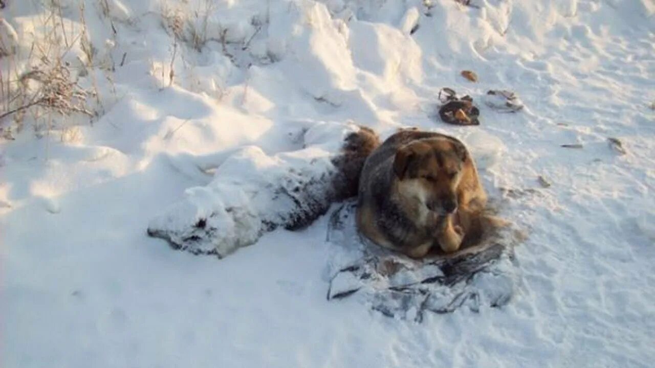 Собака лежит на снегу. Замерзший щенок.