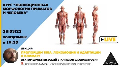 Три центра человека
