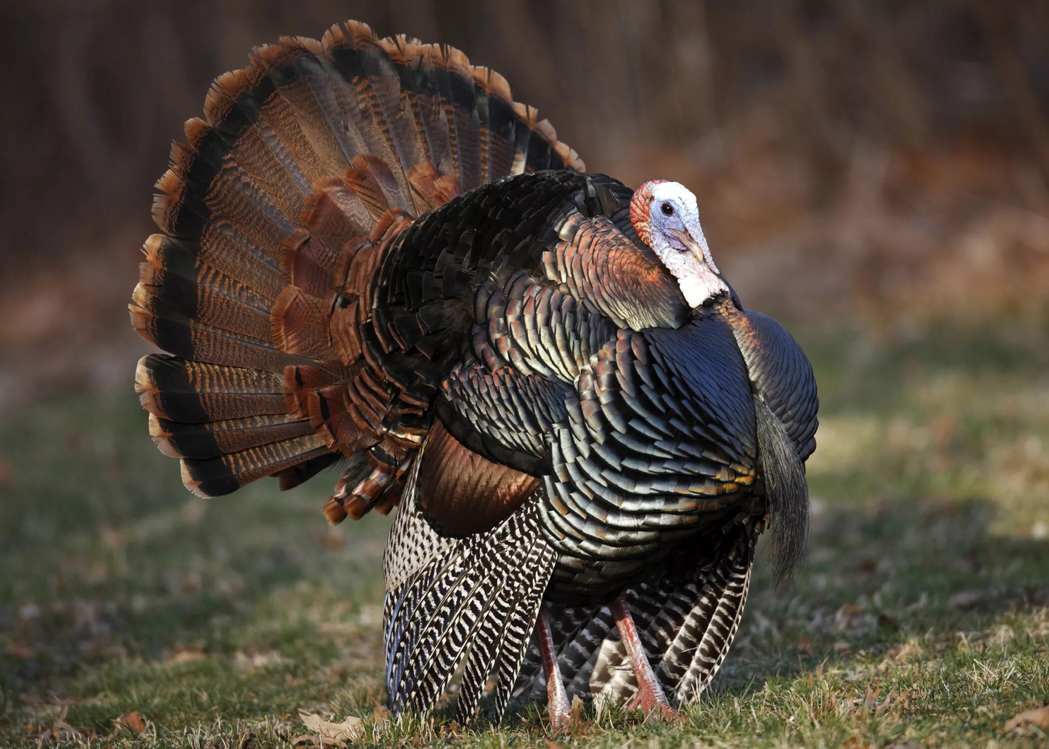 Wild Turkey индюк. Канадская широкогрудая индейка. Индейка обыкновенная meleagris gallopavo. Бронзовая широкогрудая индейка.