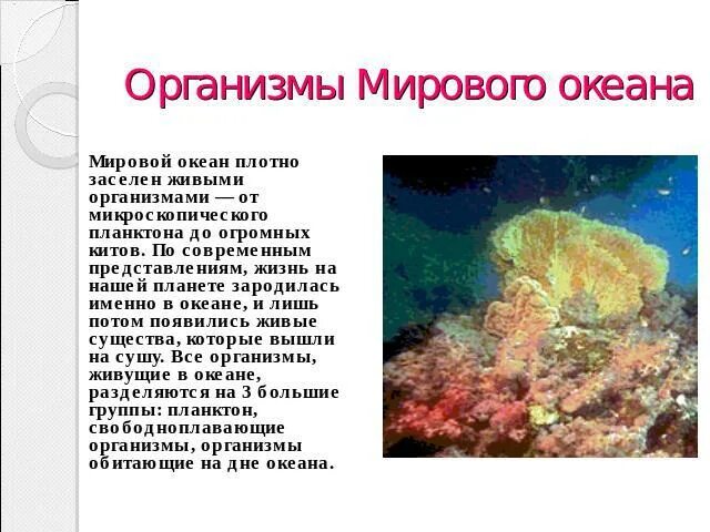 Больше всего заселена живыми организмами. Живые организмы мирового океана. Распространение организмов в мировом океане. Группы организмов в мировом океане. Группы живых организмов мирового океана.