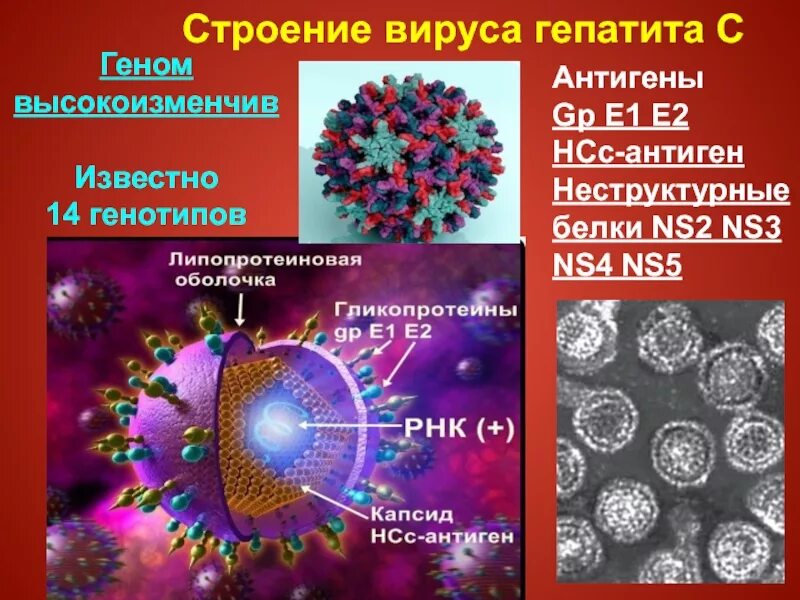 Вирус гепатита б антигенная структура. Вирус гепатита в строение антигенная структура. Вирусный гепатит с антигенная структура. Антигенная структура вируса гепатита в. Сколько живет вирус гепатита