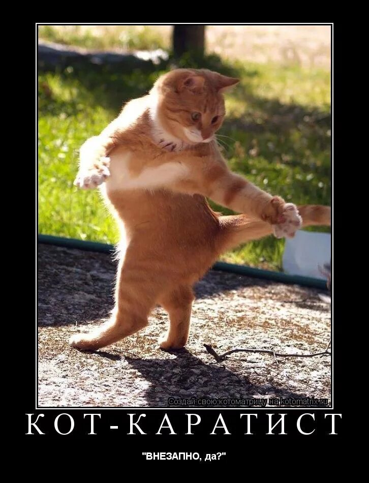 почему кот носится перед туалетом. 5 способов сделать кота ласковым и спокойным. внезапный кот. вдруг кот. неожиданно кот.