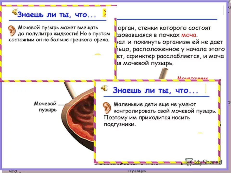 как организм удаляет ненужные вещества. как организм удаляет ненужные ему жидкие вещества доклад. какие вещества удаляются через выделительную систему. презентация на тему почки. организм удаляет ненужные вещества в том числе.