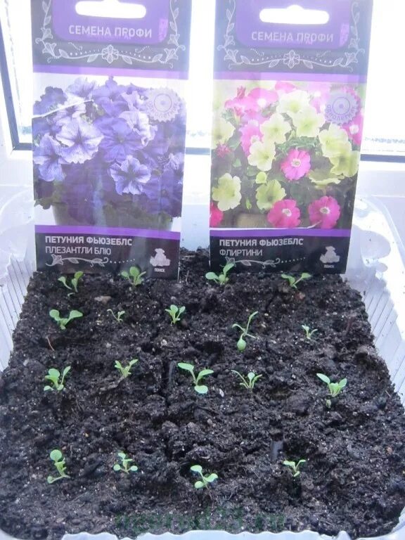 Рассада дольче петуния. Как вырастить ампельную петунию из семян. Как вырастить ампельную петунию из семян. Петуния всходы рассада. Петуния ампельная микс всходы.