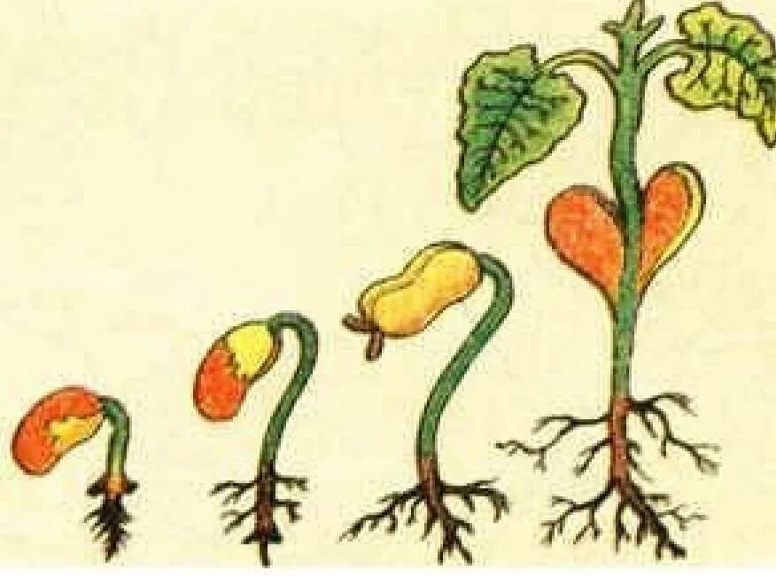 Главный корень зародыша развивается. Корневая система проростка фасоли. Надземное проростков фасоли. Проросток семени фасоли. Корешок проростка фасоли.