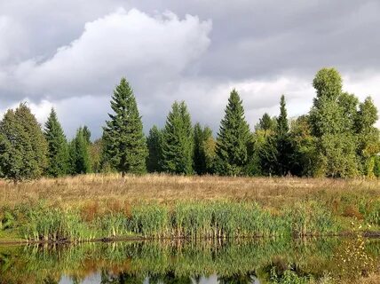 Башкирский лес