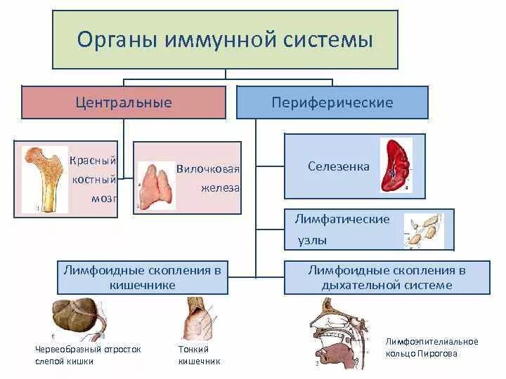 Органы иммунной системы и их функции. Иммунная система центральная и периферическая схема. периферические органы иммунной системы строение и функции. центральные органы иммунной системы человека функции. центральные и периферические органы иммунитета и их функции.