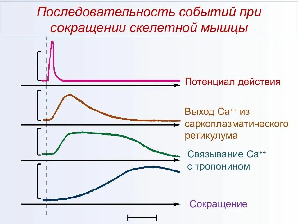 Мышечный потенциал действия. Потенциал действия гладкой мышцы график. Потенциал действия скелетной мышцы график. Потенциал действия гладкой и скелетной мышцы. Мышечный потенциал действия.