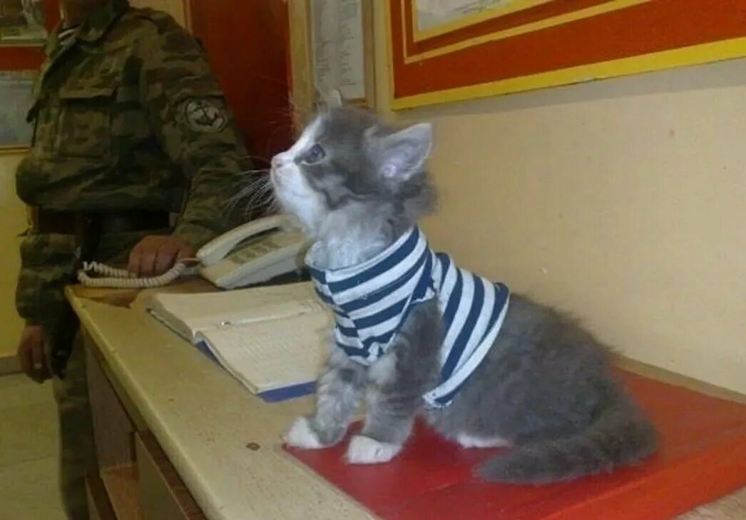 Тот кто накормит постящегося. Кот в армии. Котенок в тельняшке. Кот служит в армии. Дежурный кот.