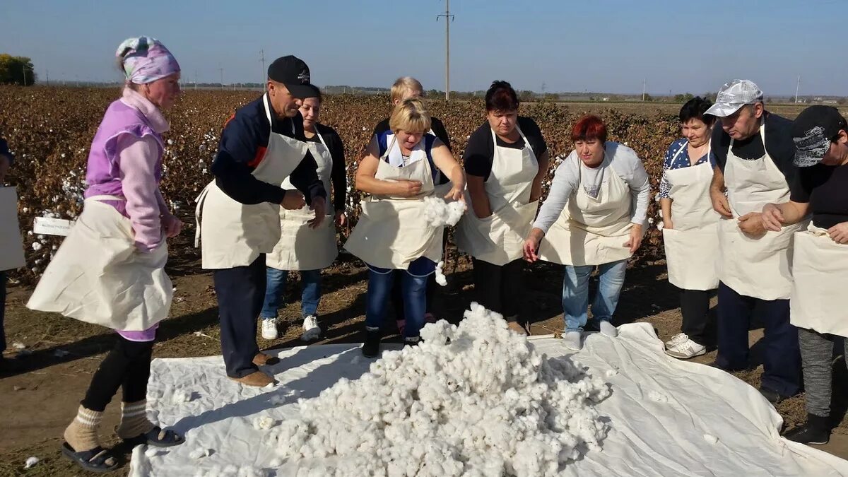 «Сбор хлопка на колхозных полях» Аракелян. Сбор хлопка. Хлопок сбор урожая. Фартук для сбора хлопка. Хлопок 2022