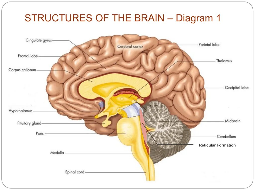 Bosh Miya. Кортекс головной мозг. Структура мозга. Гипоталамус.