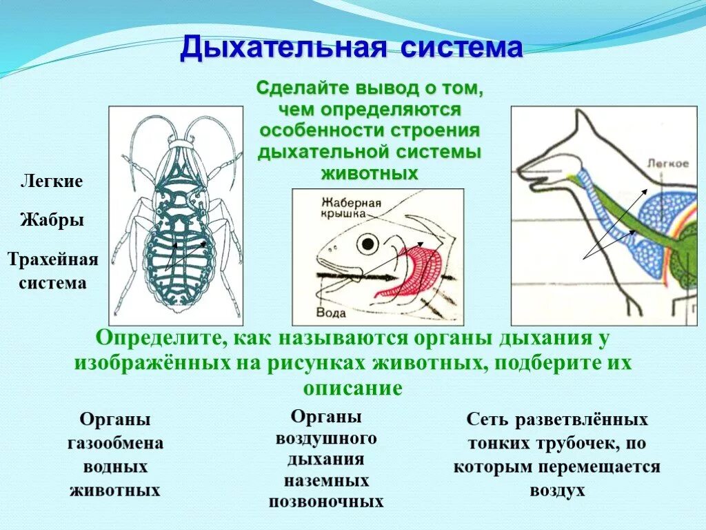 Легочное дыхание у хордовых. Дыхательная система наземных позвоночных. Система органов дыхания животных. Дыхательная система животных схема. Система органов дыхательной системы системы у животных.