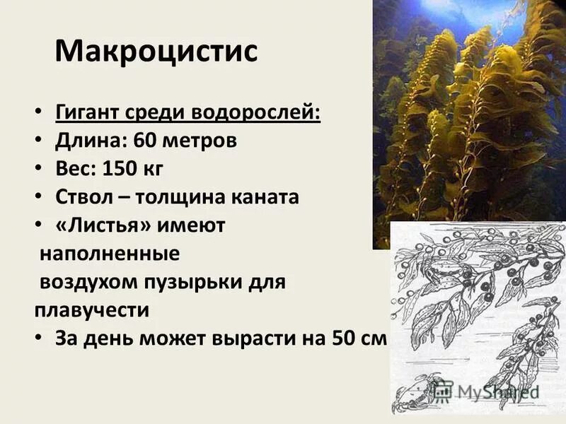 Водоросли длина