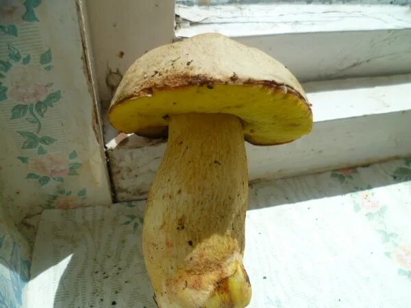 Гриб с желтой мякотью. Полубелый гриб boletus impolitus. Желтый трубчатый гриб. Полубелый гриб (hemileccinum impolitum). Белый гриб желтеет.