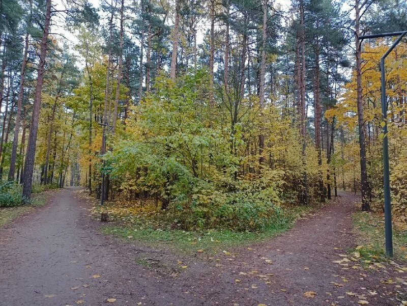 сосновка сегодня. сосновский парк спб. сосновка сегодня. парк сосновка спб озера. парк сосновка в санкт-петербурге.