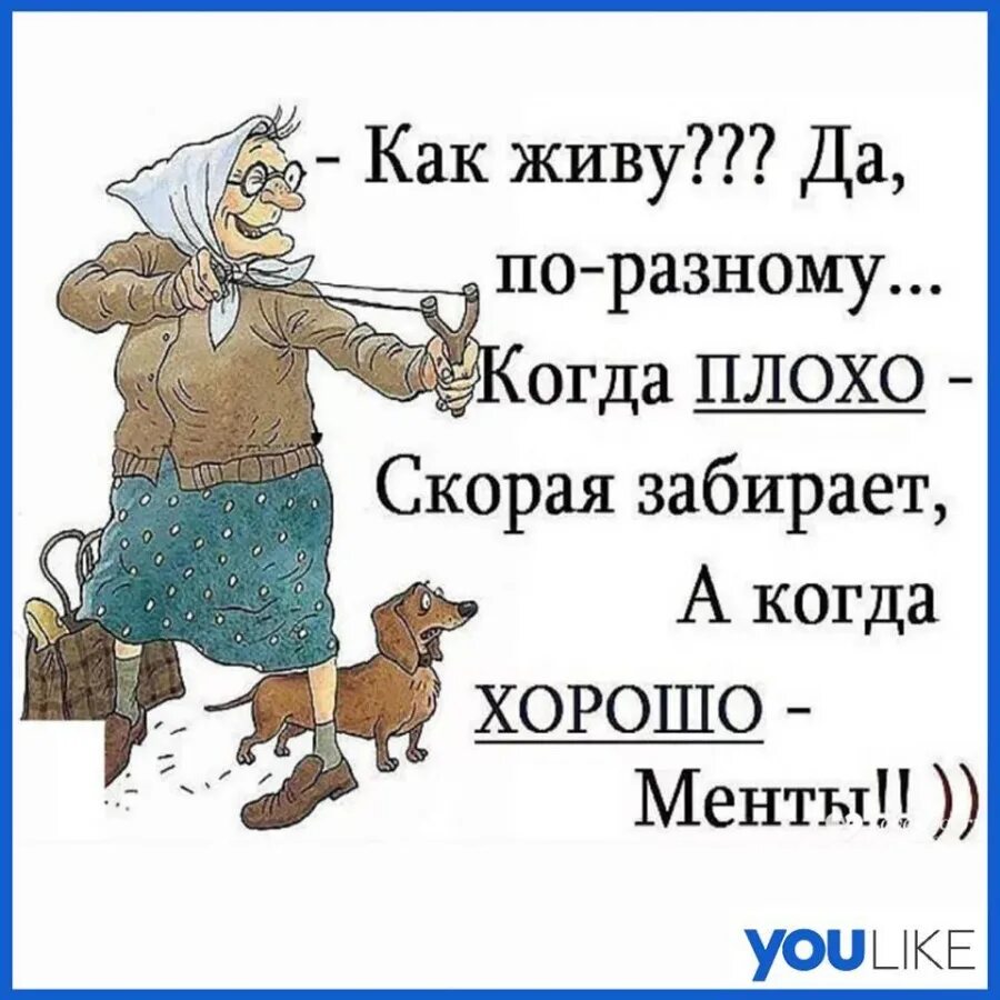 Как жизнь все хорошо живу. Афоризмы с юмором. Приколы по жизни. С юмором по жизни в картинках. Хороший юмор в картинках.