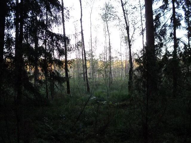 Чертов лес. Чертово болото васкелово. чертово озеро беларусь.