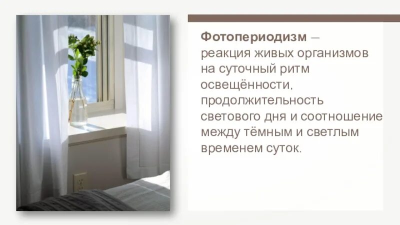 Фотопериодизм это реакция организмов на Продолжительность светового. Биологическое значение фотопериодизма. Реакция организма на освещенность. Растения живых организмов на суточный ритм освещенности. Реакция организмов на продолжительность дня