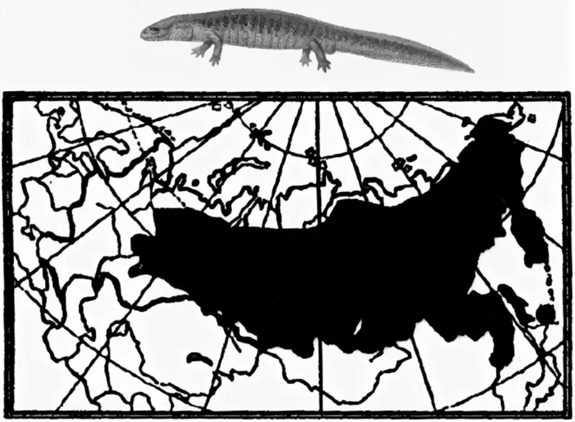Черный дрозд ареал обитания. Сибирский углозуб ареал. Ареал Сибирского углозуба - карта. Обыкновенный Тритон ареал. Сибирский углозуб карта распространения в России.