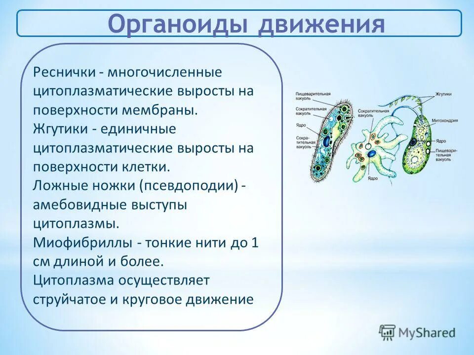 Органеллы передвижения инфузорий. Цитоплазматические выросты. Ультрамикроскопическое строение остеокласта. Escherichia coli микрофотография. Представители класса саркодовые корненожки.