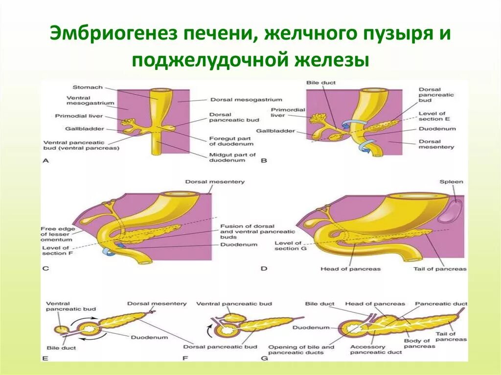 Эмбриогенез пороков развития желчевыводящих путей. Развитие поджелудочной железы в эмбрионе. Эмбриональные источники развития поджелудочной железы. Эмбриогенез желчного пузыря. Развитие желчного пузыря