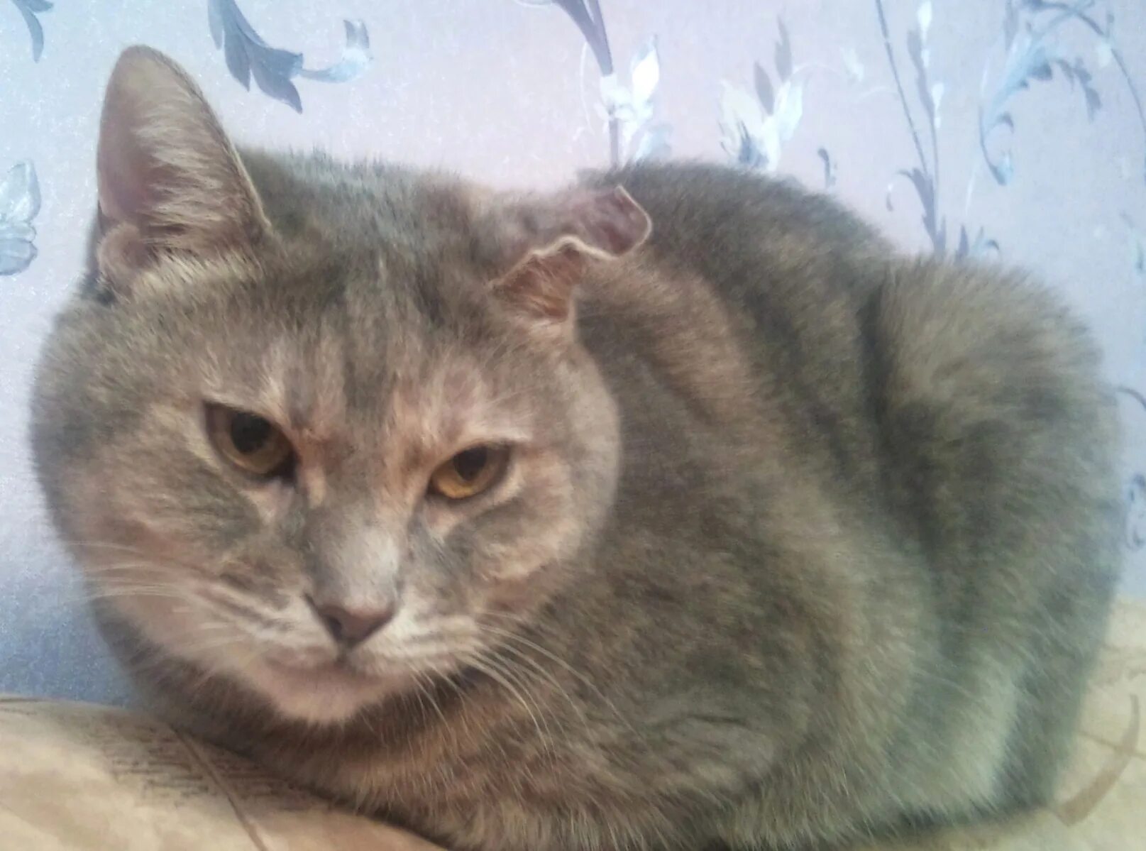 скоттиш фолд котята. котенок с 4 ушами. шотландский вислоухий кот. британец кошка вислоухая. шотландская вислоухая (или скоттиш-фолд).