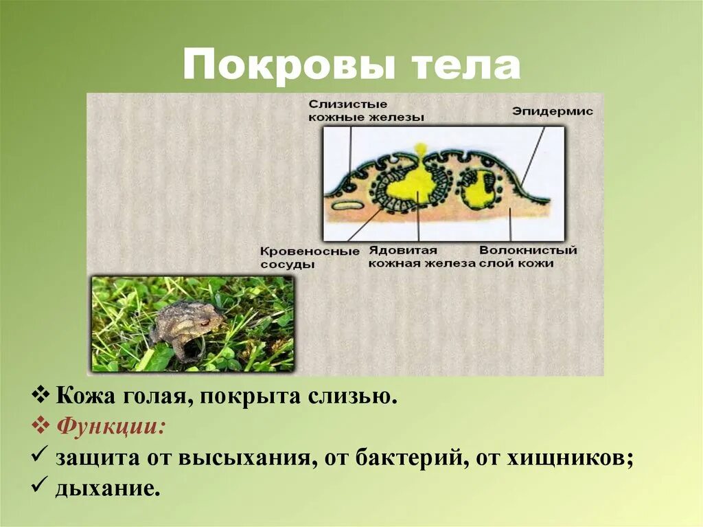 Класс земноводные покровы. Покровы земноводных. Покровы тела земноводных. Покровв Тео зимновлднвх. Покровы тела амфибий.