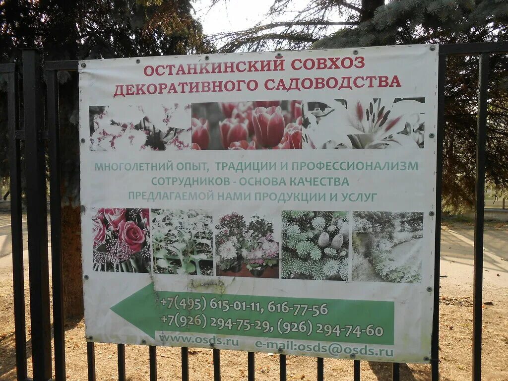 Останкинский совхоз. Останкинский совхоз декоративного садоводства. ульяновский совхоз декоративного садоводства.