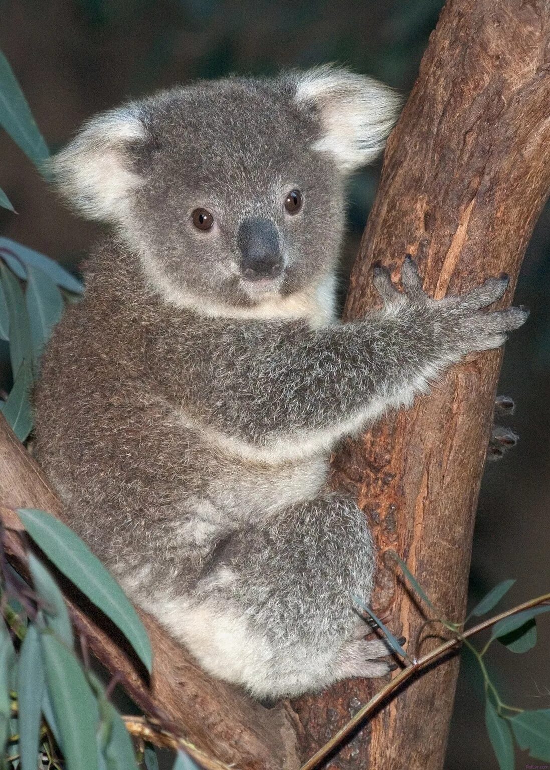 Год коалы. Коала. Животные похожие на коалу. Коала фото. Зверек похожий на коалу обезьяна.