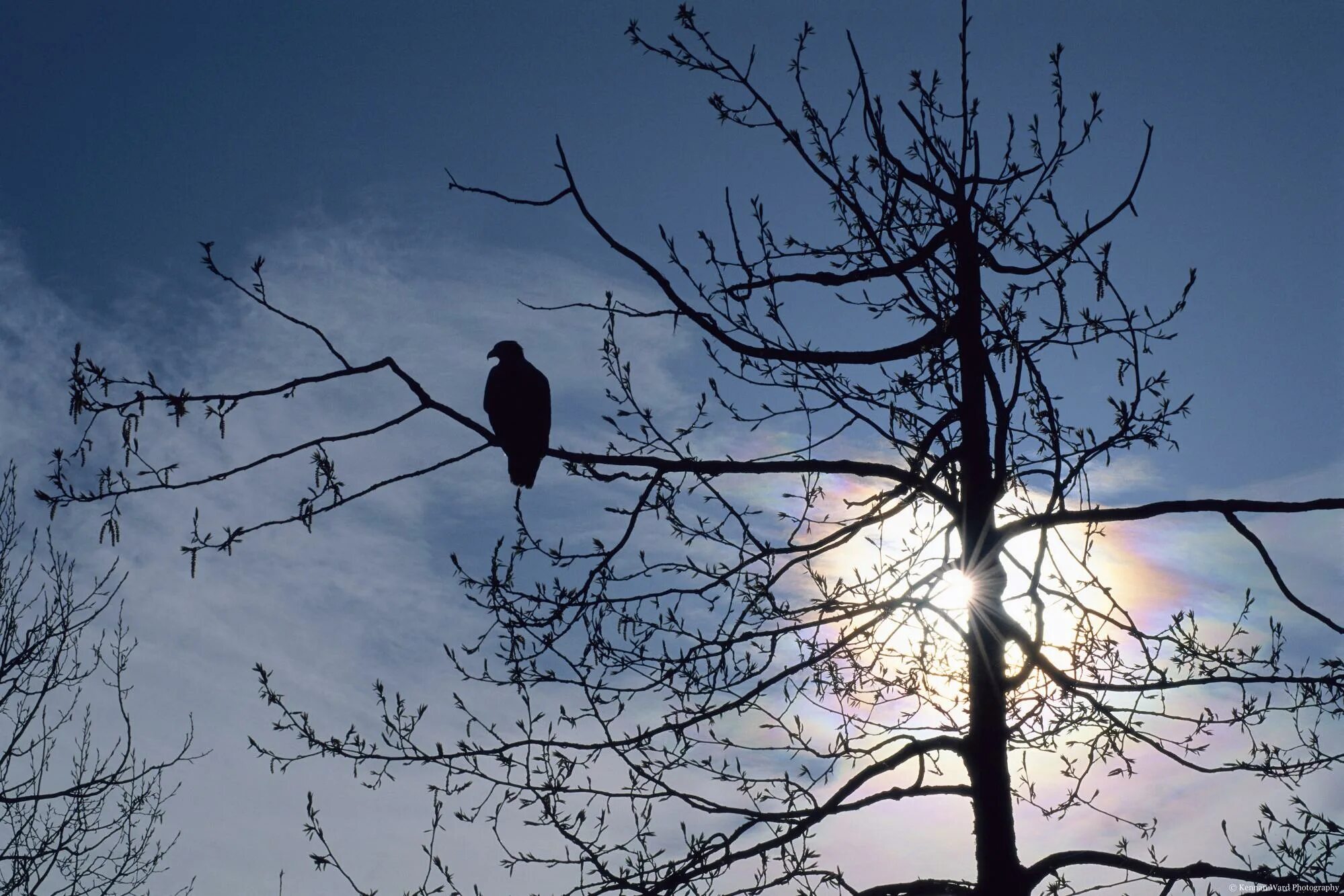 На ветки клена сели птицы. Сухое дерево. Птица сидит на ветке. Птицы на дереве. Птица на Сухом дереве.
